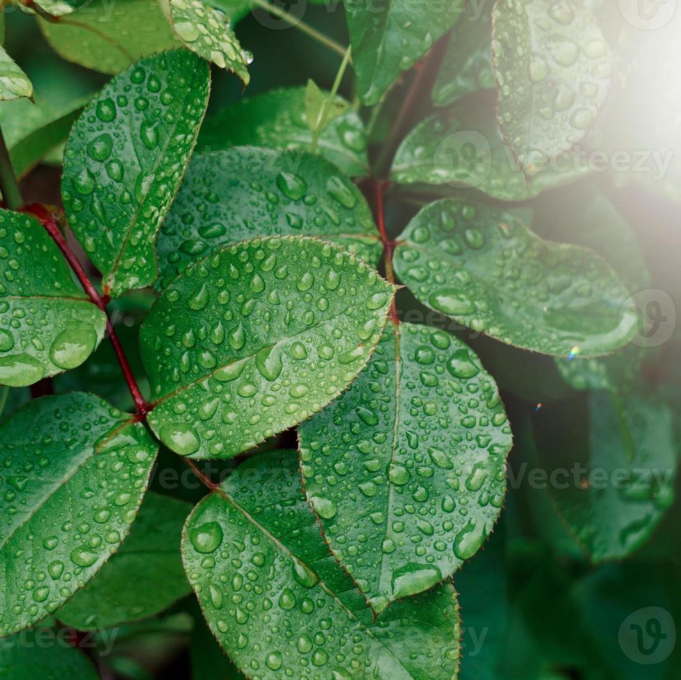 gocce di pioggia sulle foglie della pianta verde nei giorni di pioggia foto