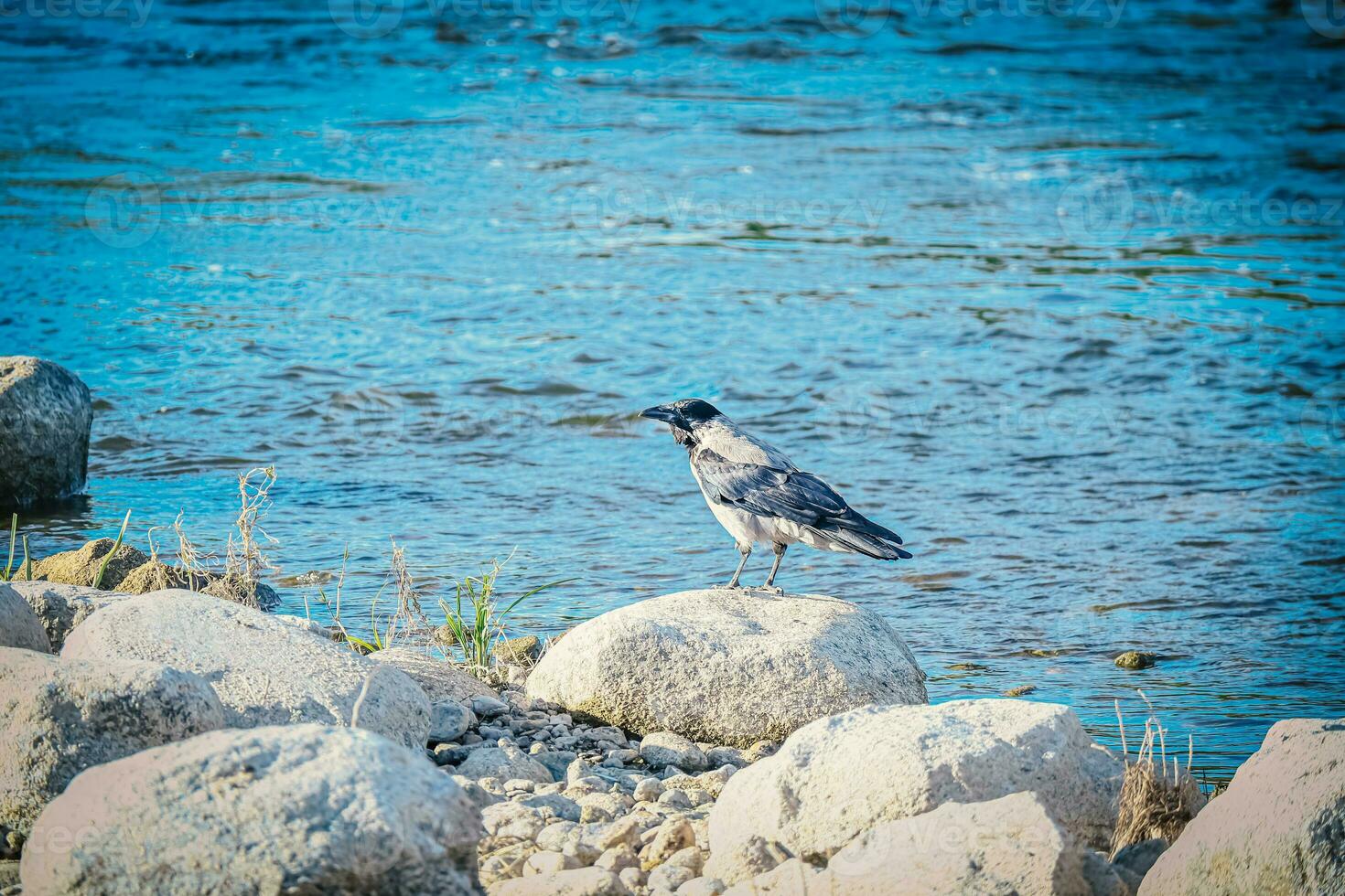 grande corvo con nero coda seduta su asciutto rocce vicino il blu fiume acqua foto