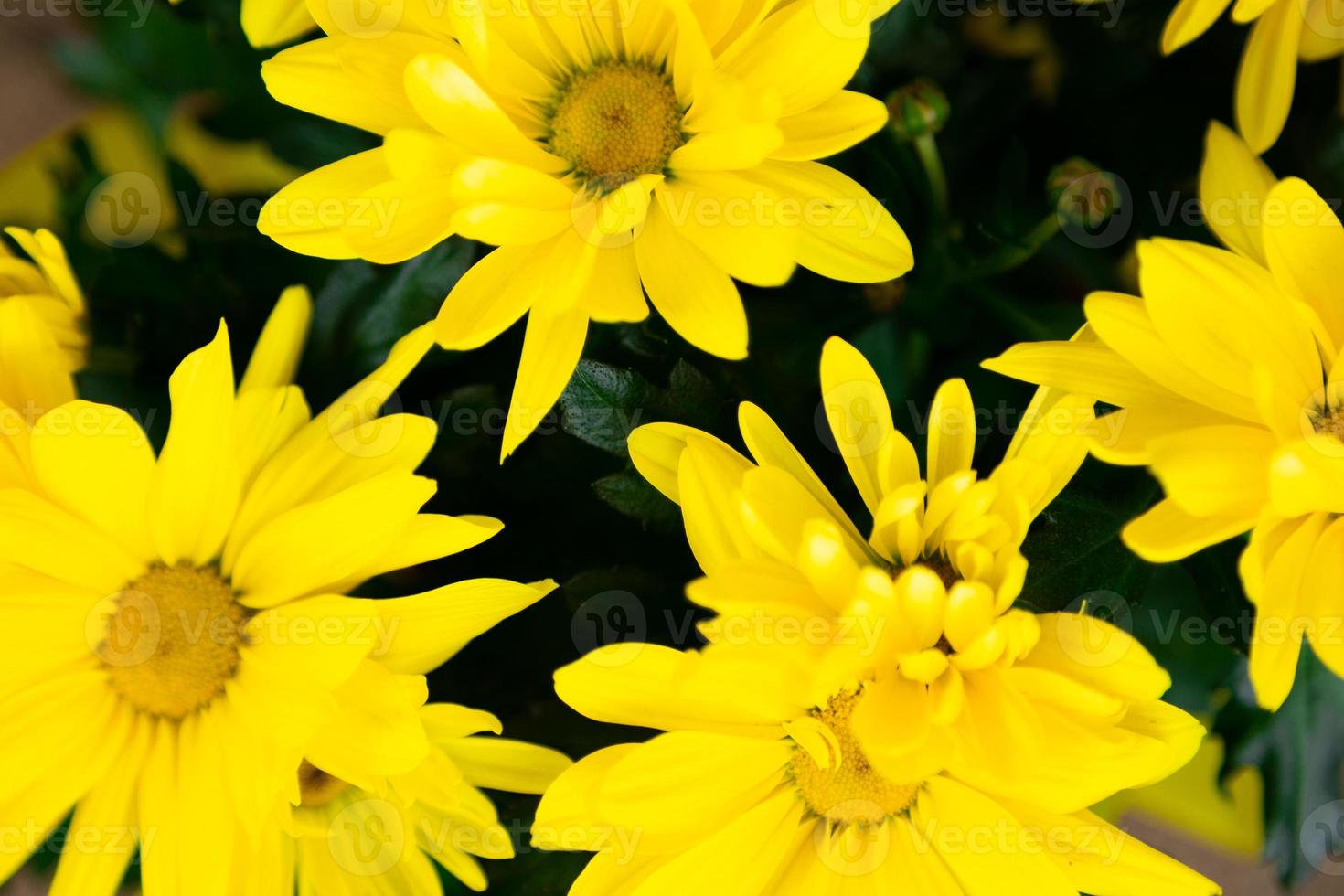 vista dall'alto su un bouquet di fiori gialli con un centro arancione foto