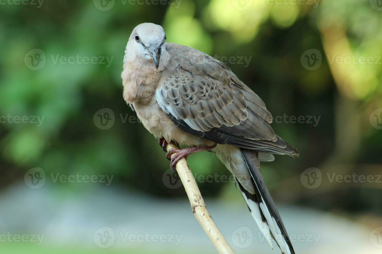 geopelia striata con bokeh sfondo.in Indonesia esso è chiamato burung perkutut foto