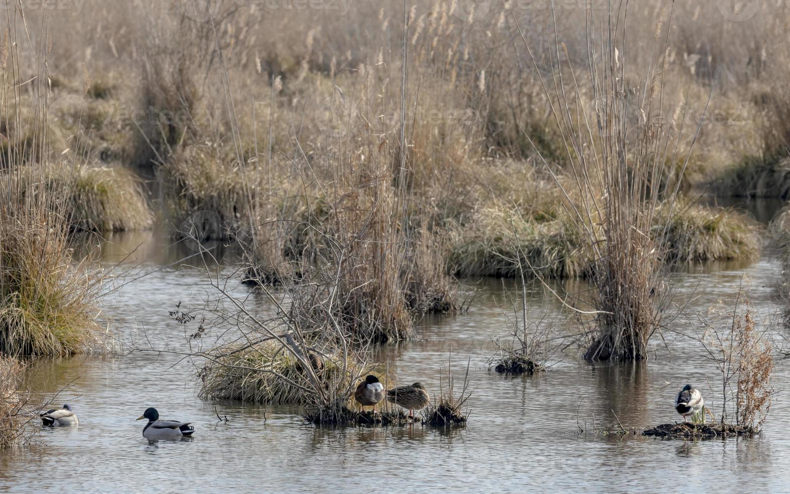 isola di canne con erba e oche e anatre nuotanti foto