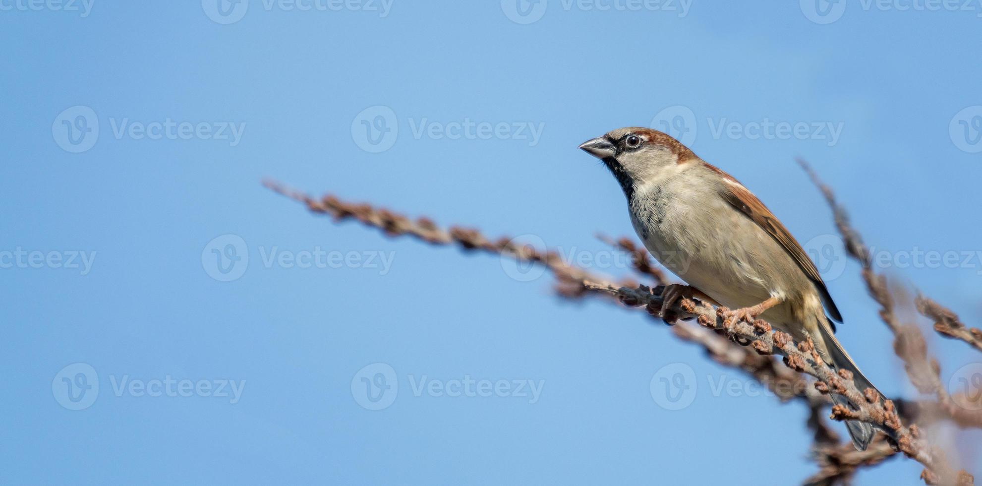 il piccolo maschio del passero sta cercando interessato seduto su un ramo davanti al cielo blu foto