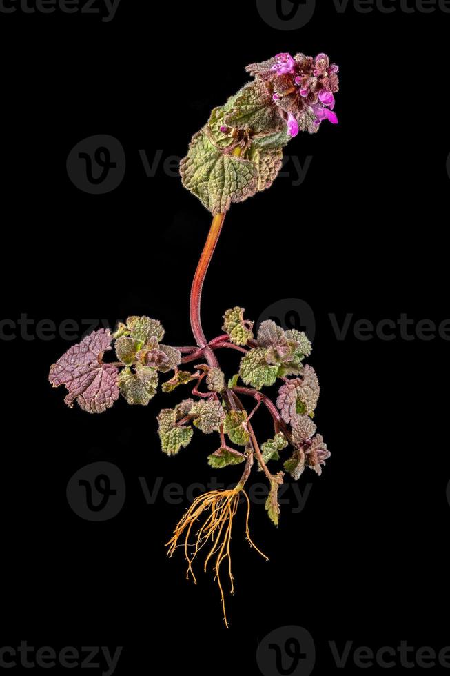 ortica intera morta con fiori foglie e radici foto