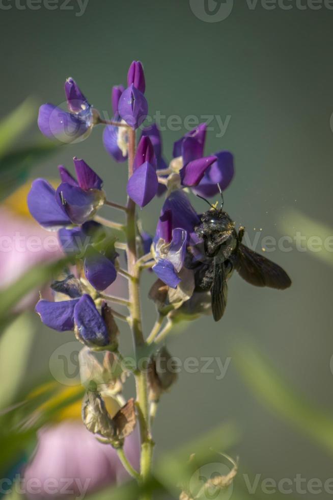 ape carpentiere in un fiore di lupini viola isolato su sfondo verde sfocato foto