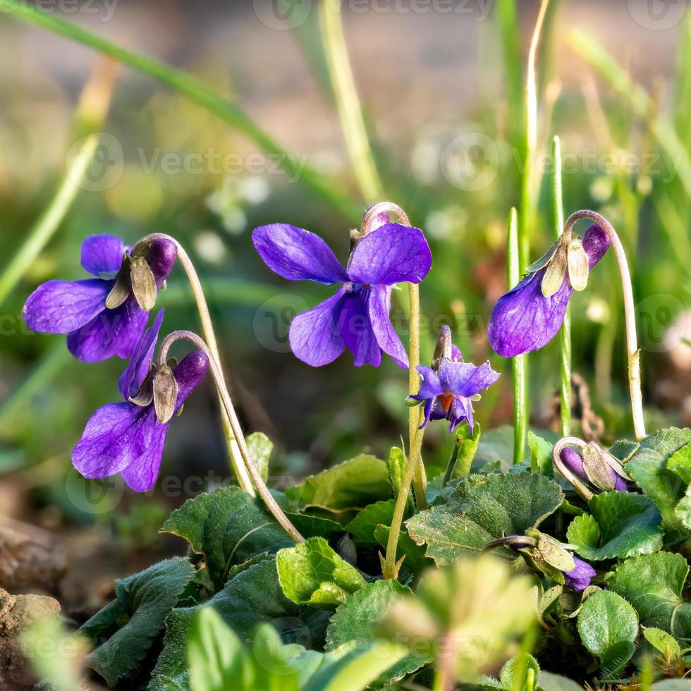 Close up di fioritura violette marzo tra fili d'erba e piccoli fiori foto
