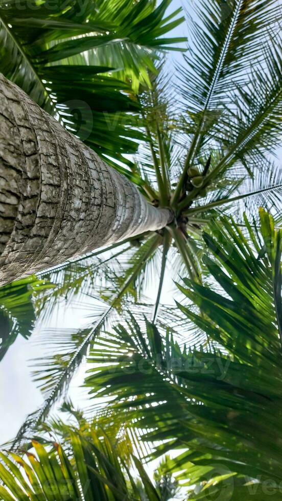palma pieno di noci di cocco su Maldive spiaggia foto