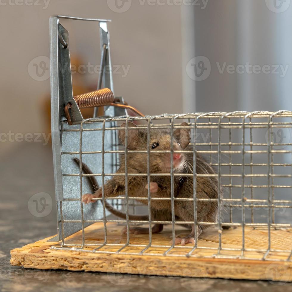 il topolino si trova intrappolato in una trappola metallica su sfondo sfocato foto