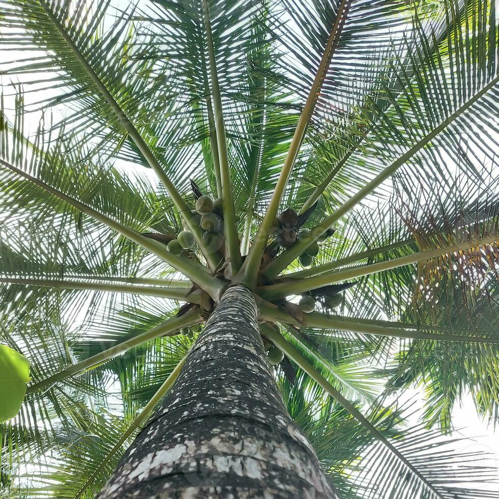 palma pieno di noci di cocco su Maldive spiaggia foto