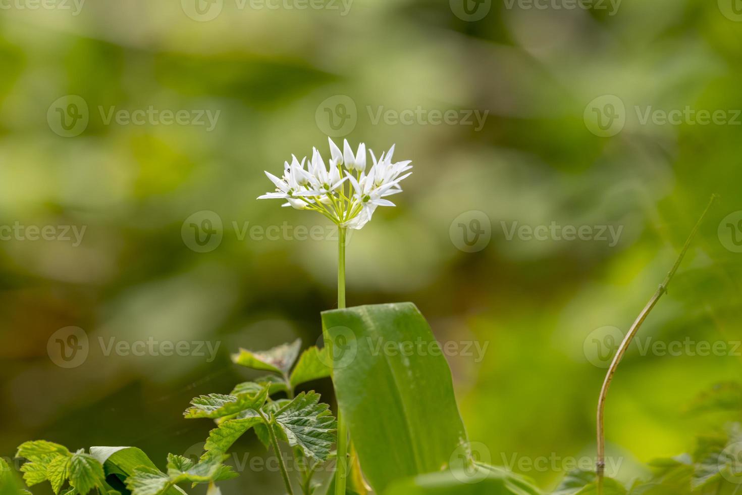 fiori di foglia di aglio selvatico disegnati morbidi su sfondo verde sfocato foto