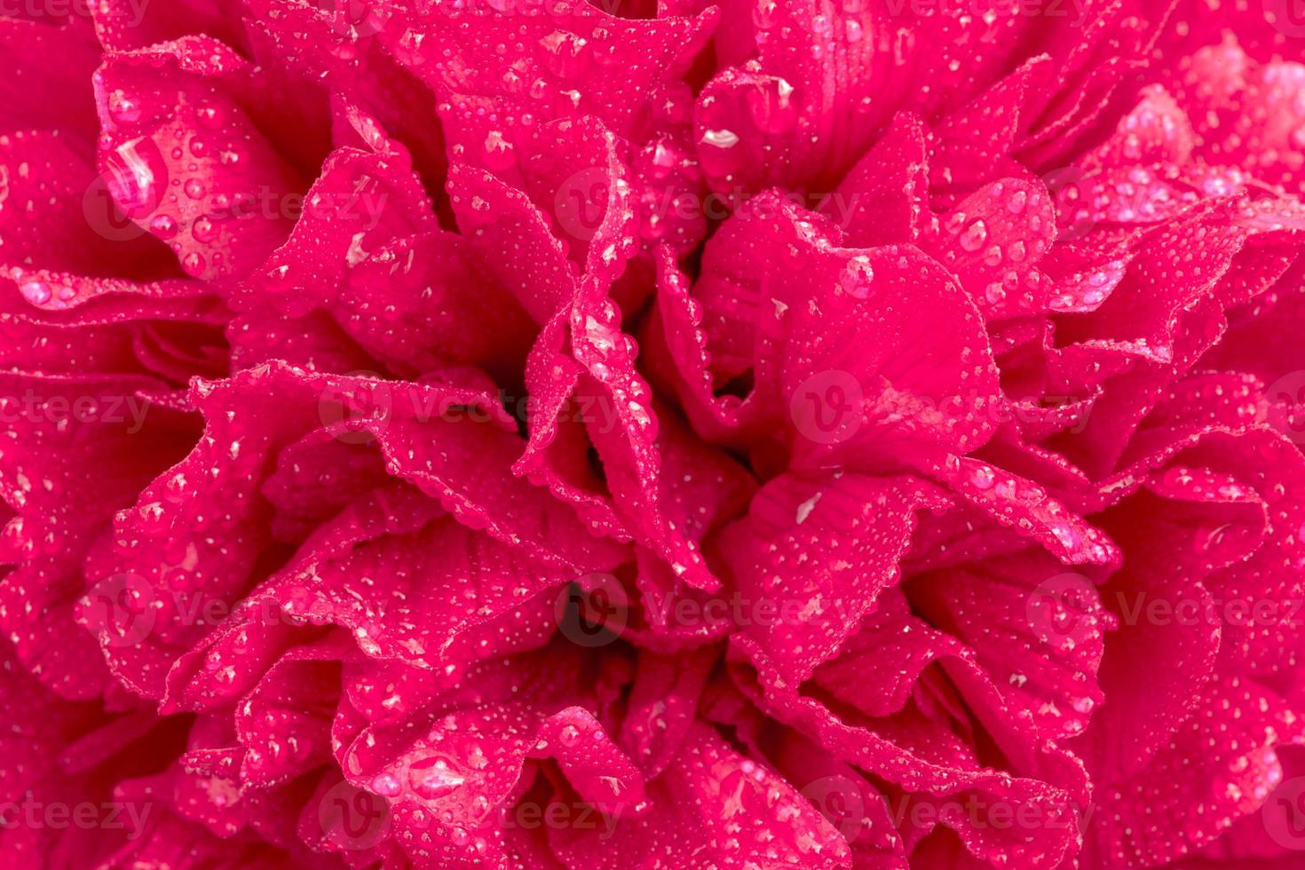 petali di una grande peonia rossa con gocce d'acqua foto