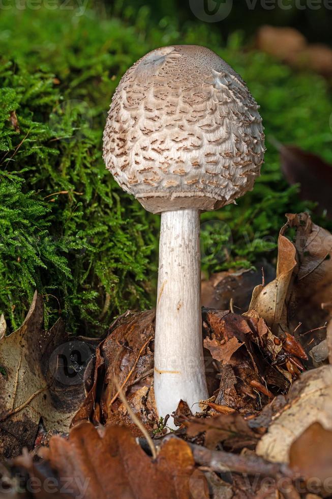 Ombrellone fungo macrolepiota procera che cresce in un bosco foto