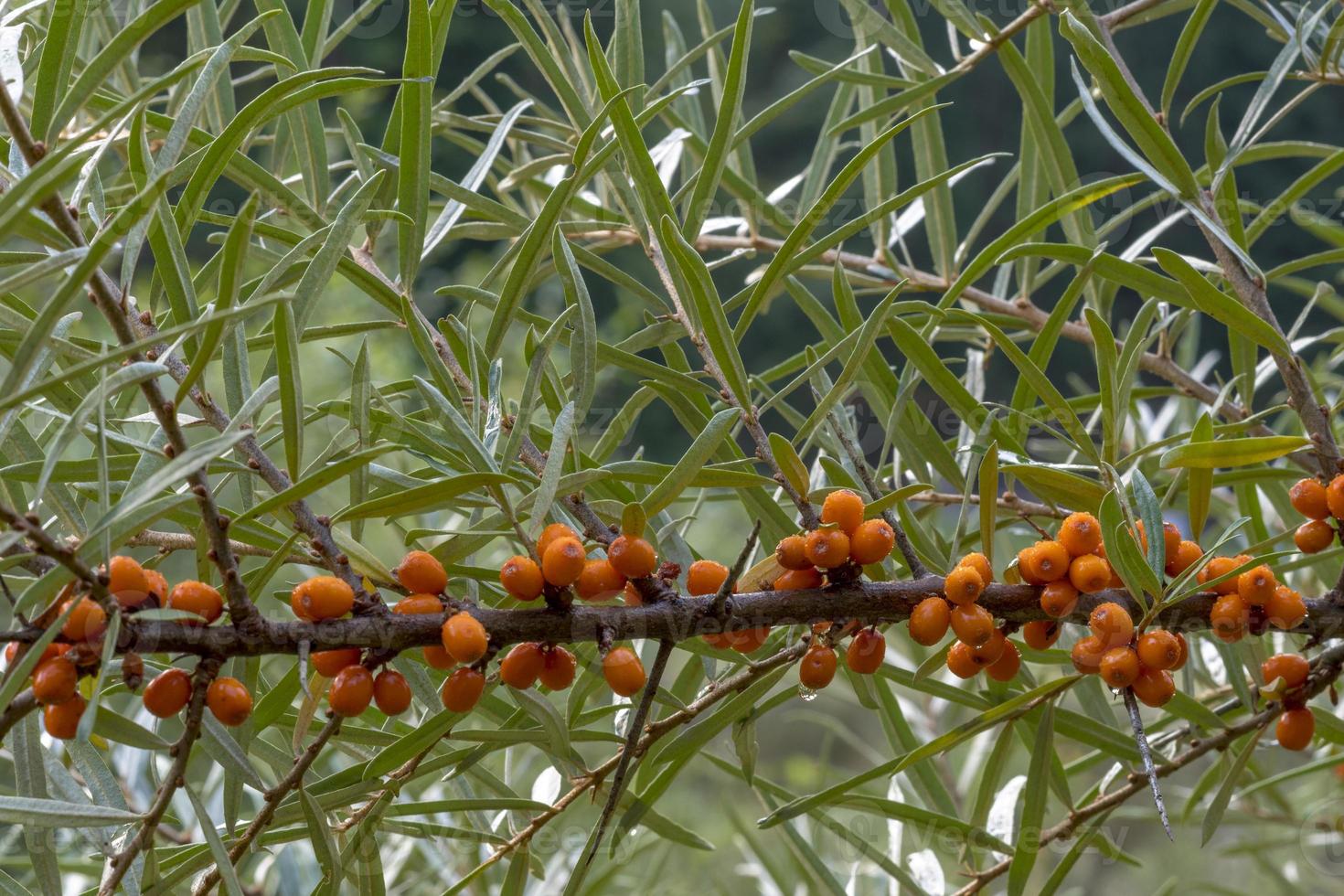 bacche mature dell'olivello spinoso pendono strettamente raggruppate su un ramo foto