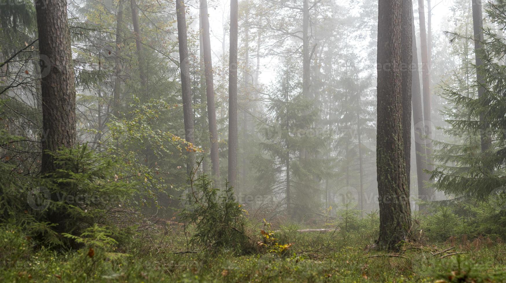 foresta nella nebbia con alberi decidui di pini e terreno di abeti ricoperto di muschio e felci foto