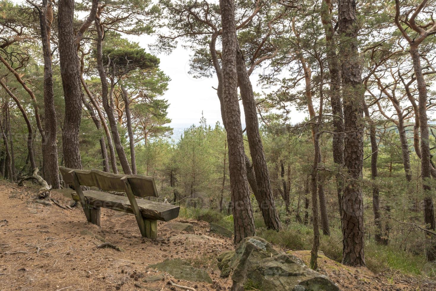 vecchia panca in legno si trova sotto alberi di conifere su una collina che domina una valle foto