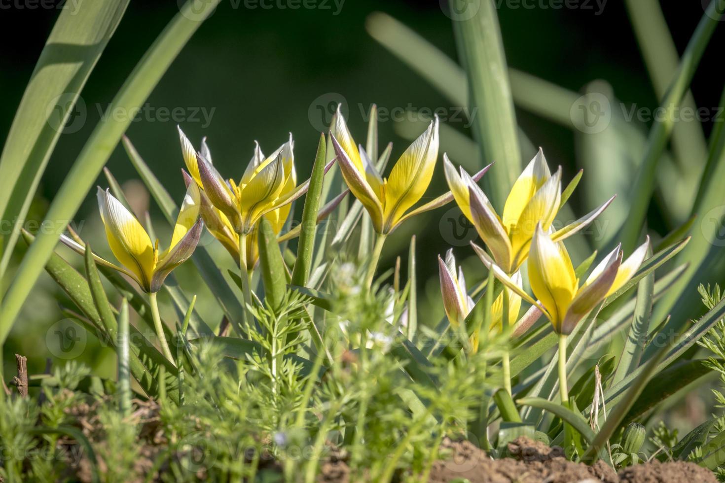 diversi piccoli tulipani a stella che crescono tra l'erba catturati da un angolo di ripresa basso foto