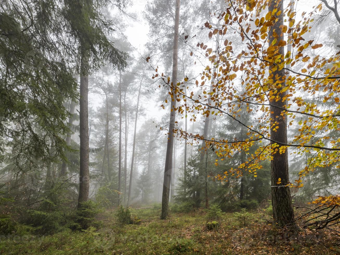 foresta nella nebbia con alberi decidui di pini e terreno di abeti ricoperto di muschio e felci foto