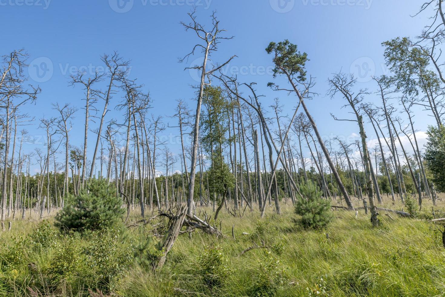 paesaggio della foresta di brughiera tedesca con erba e alberi decidui in estate foto