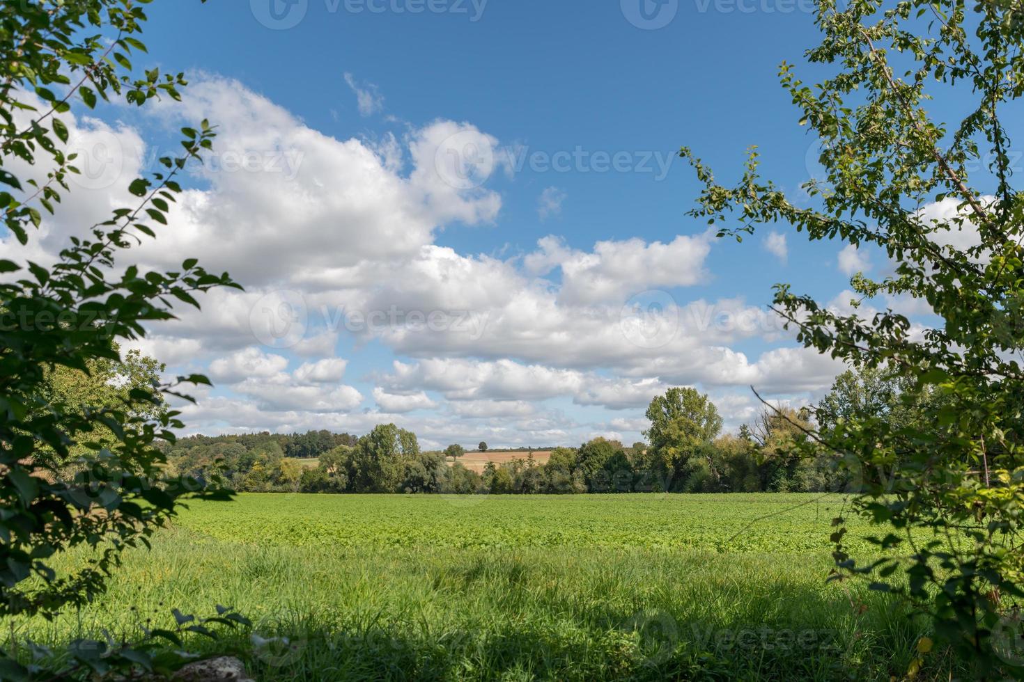 vista attraverso gli alberi su un campo verde con colline e cielo nuvoloso foto