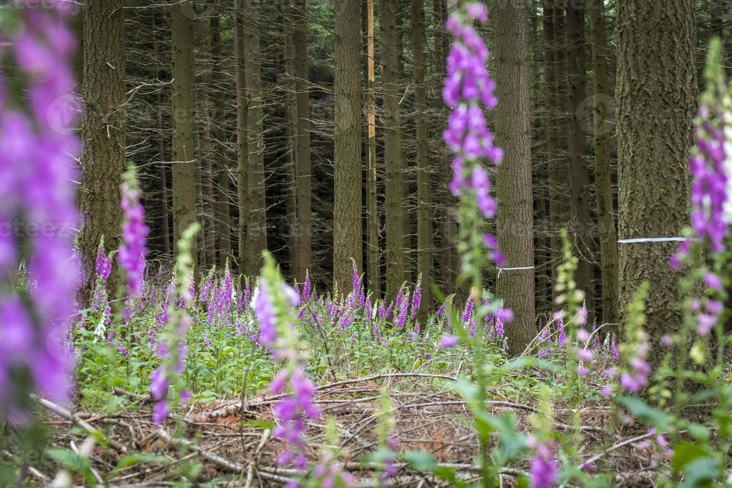 digitale in fiore rosso nella foresta tra alberi di conifere foto