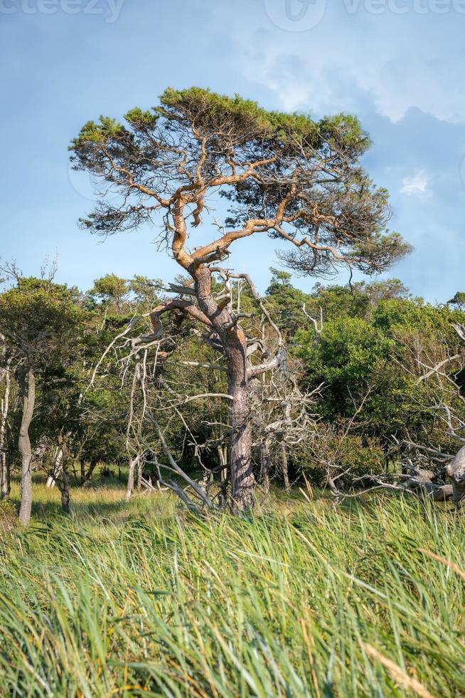 Unico albero di pino sorge su un prato di canne sulla costa tedesca del Mare del Nord foto