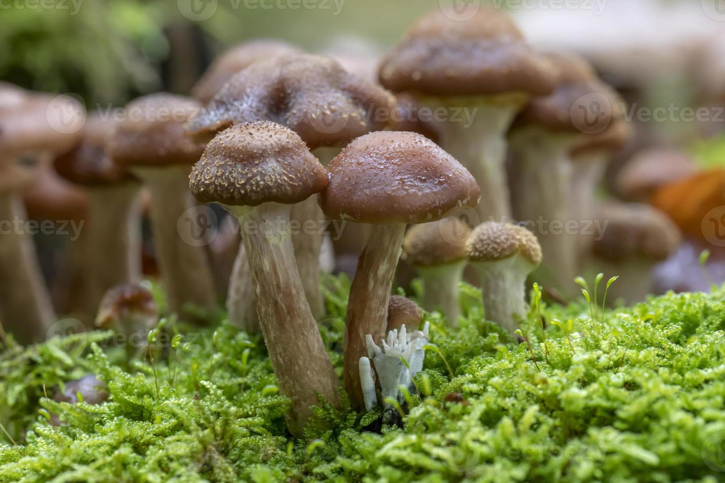 vari funghi velenosi crescono su un vecchio tronco d'albero nel muschio foto