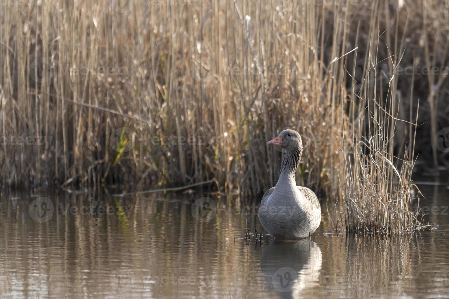 colpo frontale, il greylag si trova su una piccola isola di fronte a uno sfondo sfocato di canne foto