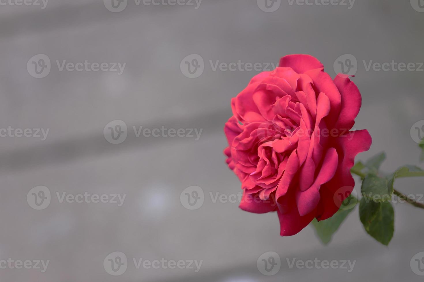 una rosa rossa su sfondo grigio sfocato foto