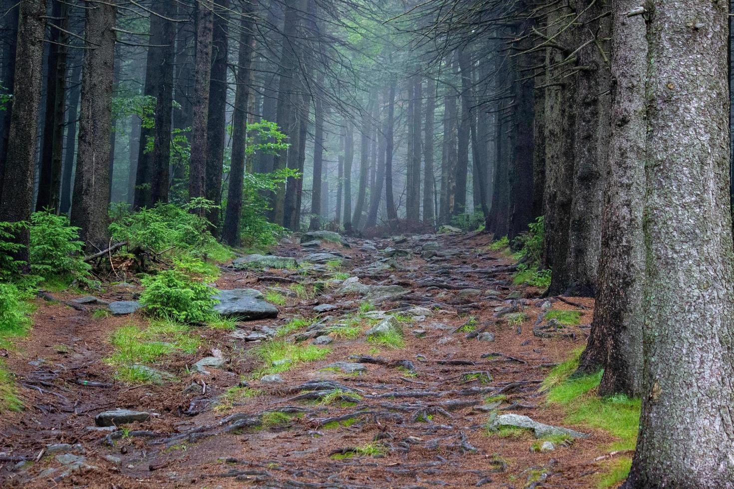 sentiero nel bosco e rifiuti forestali foto