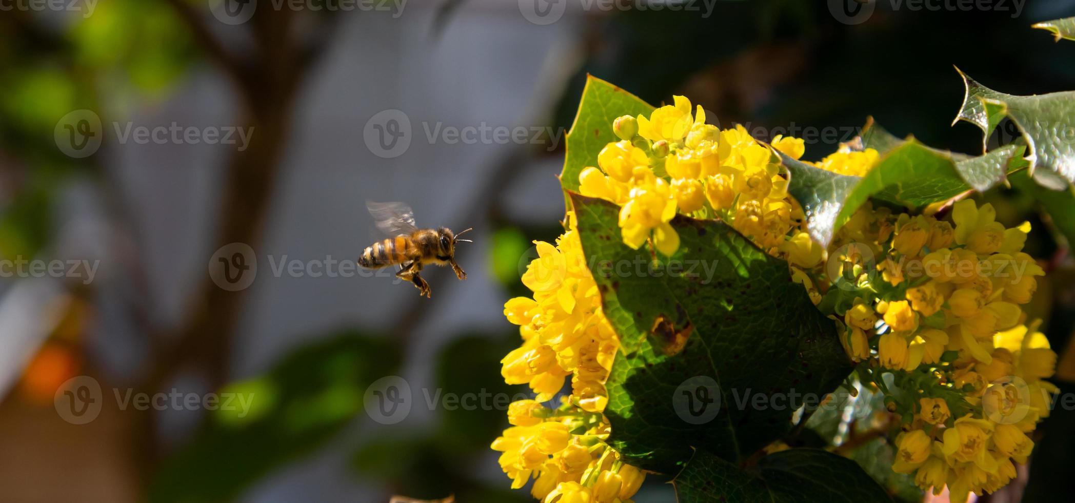 vista ravvicinata di un'ape sul fiore giallo con sfondo sfocato foto