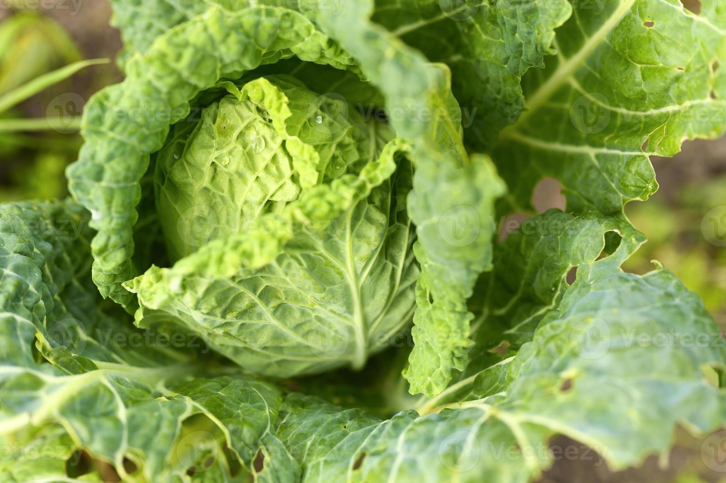 orto di cavolo bianco crescente onestà vegetale lwafy biologico foto