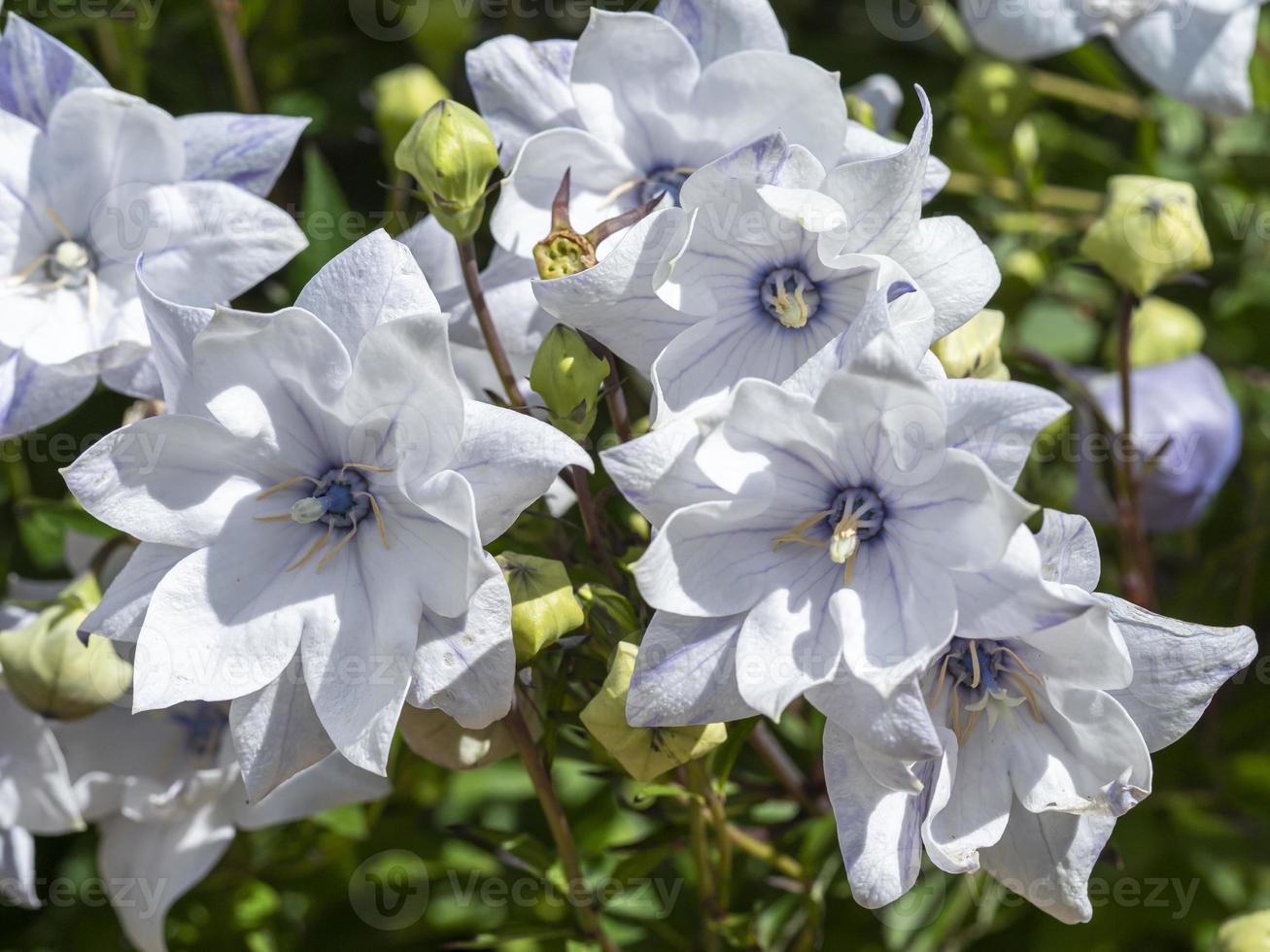 doppio palloncino bianco fiori in un giardino foto