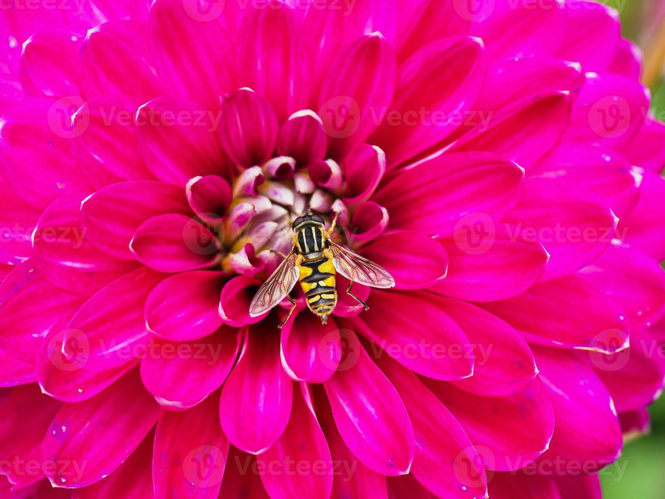 hoverfly al centro di un fiore di dalia rosa brillante foto