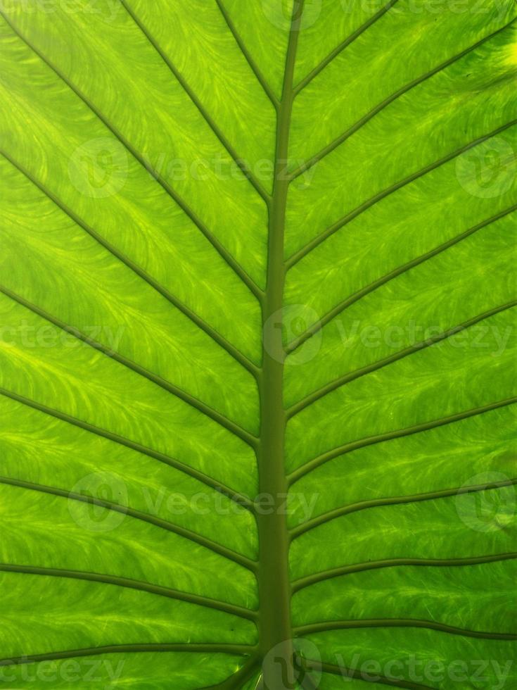 la parte inferiore di una grande foglia di palma verde che mostra il motivo delle venature della foglia foto