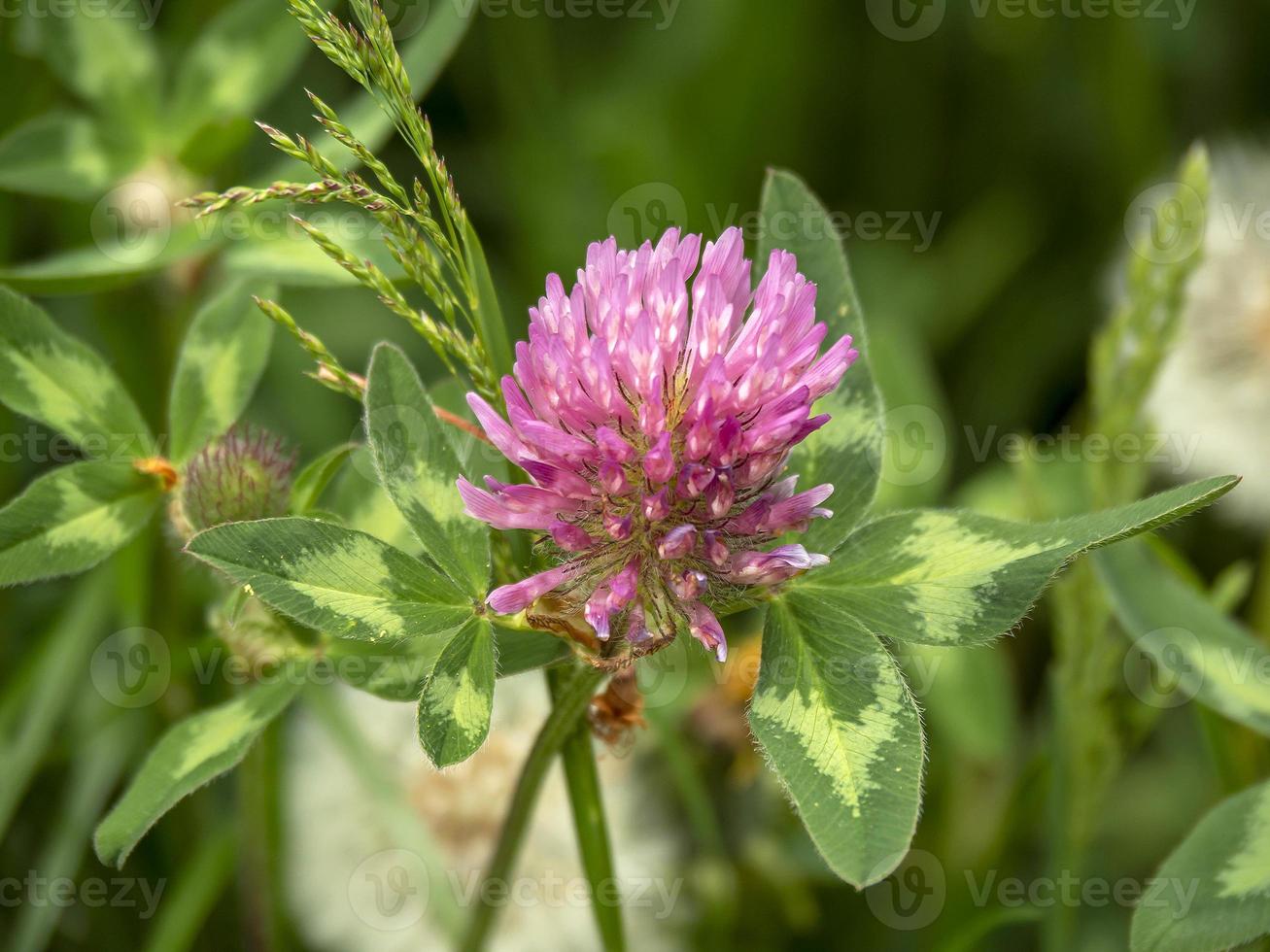 bel fiore di trifoglio rosa e foglie verdi foto