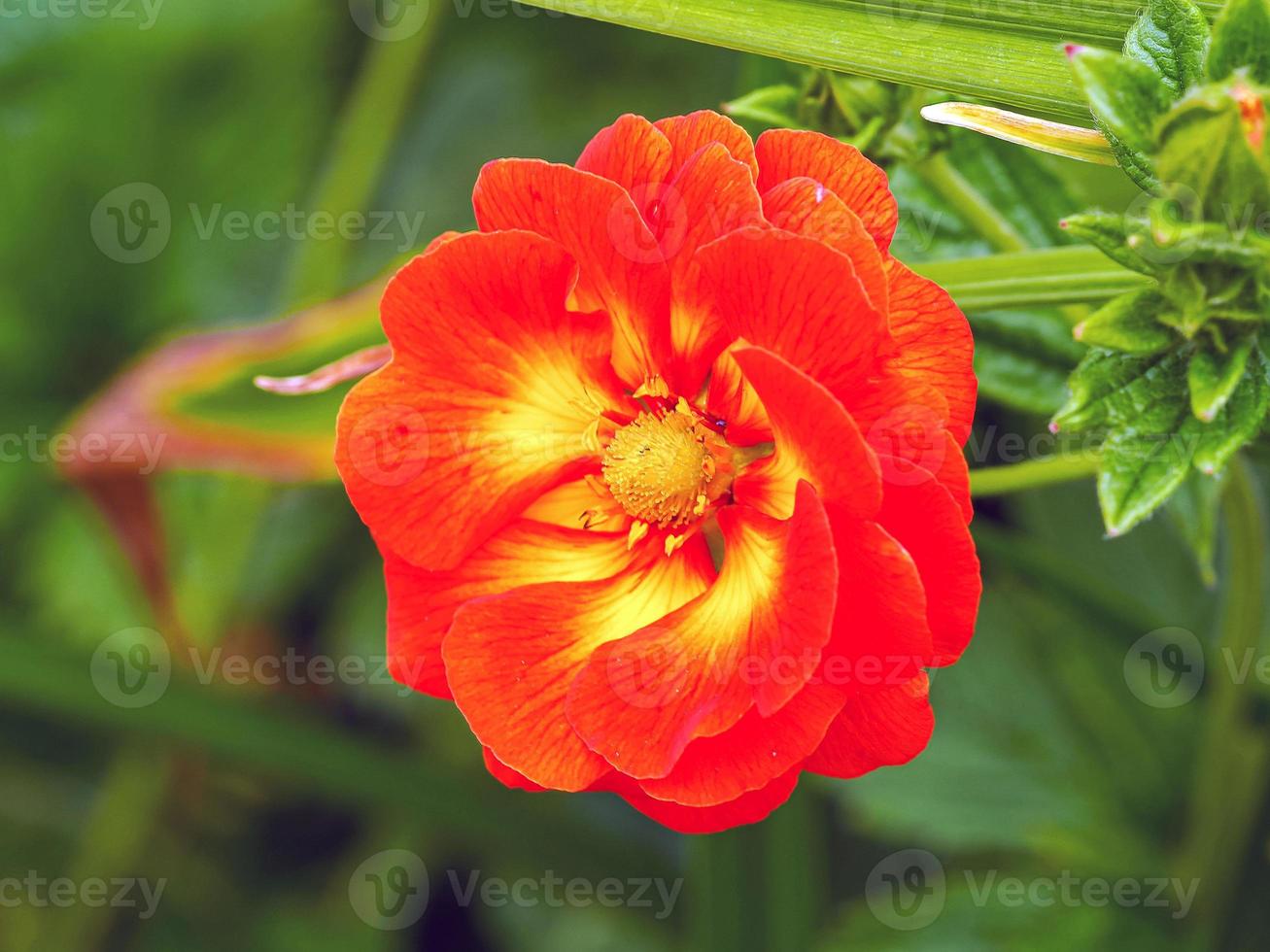 bellissimo doppio potentilla william rollison cinquefoil fiore foto