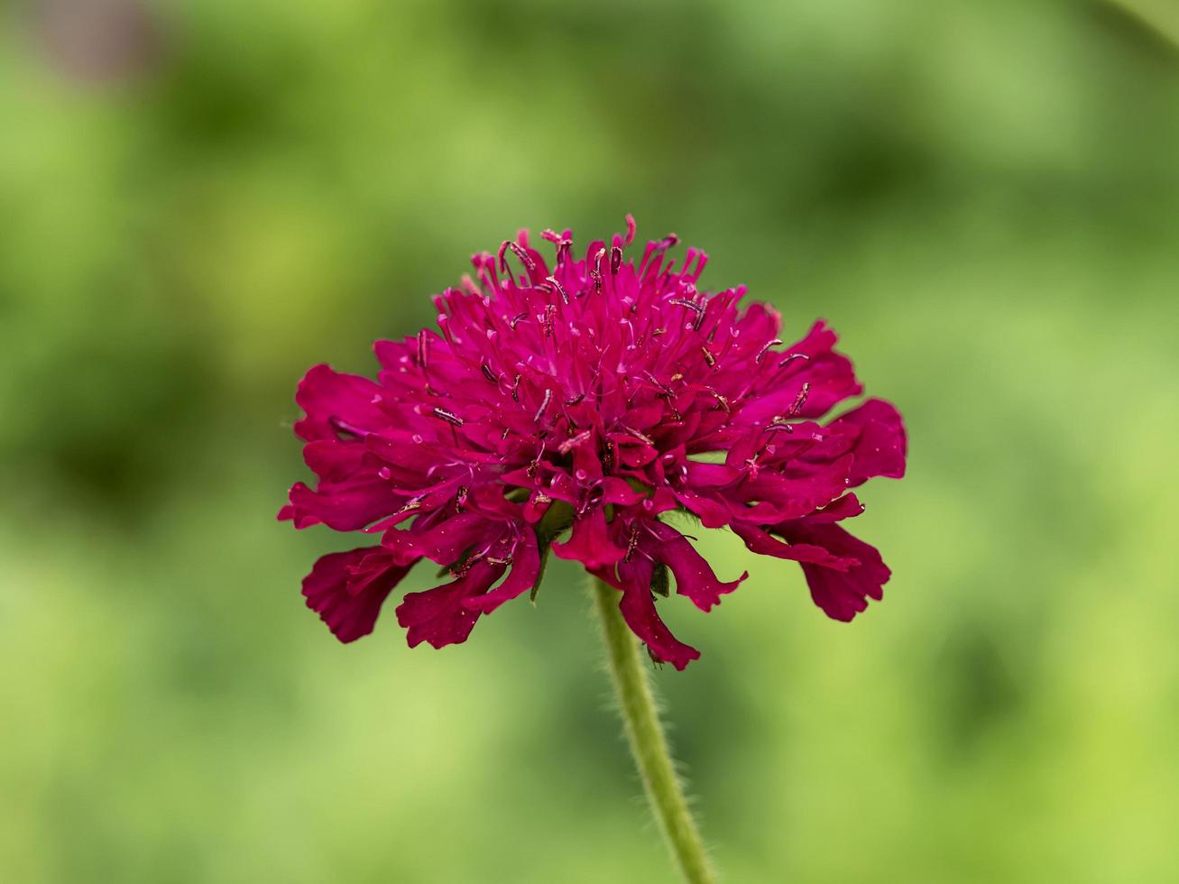 primo piano di un unico fiordaliso rosa scuro foto