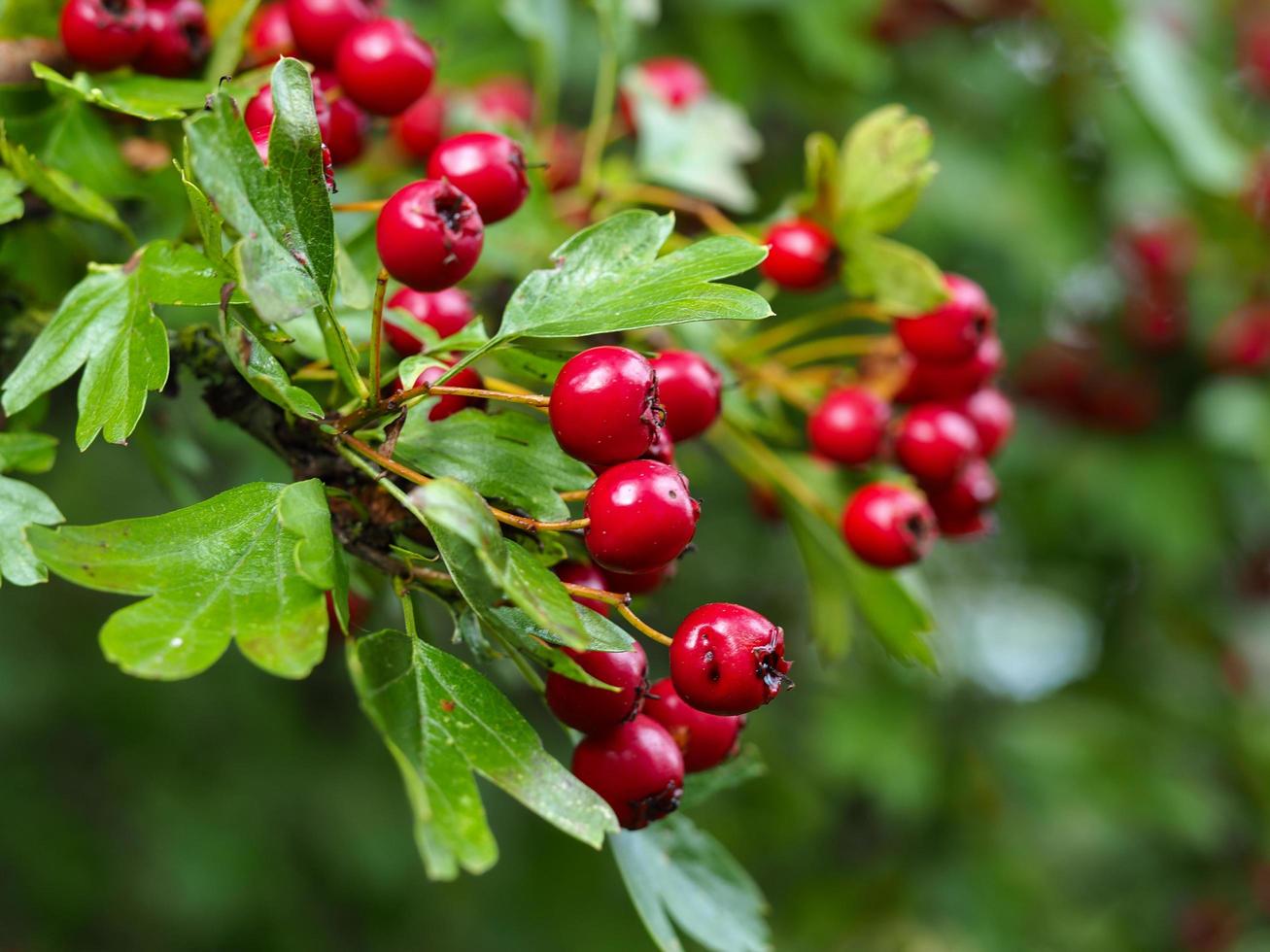 bacche rosse di biancospino e foglie verdi foto