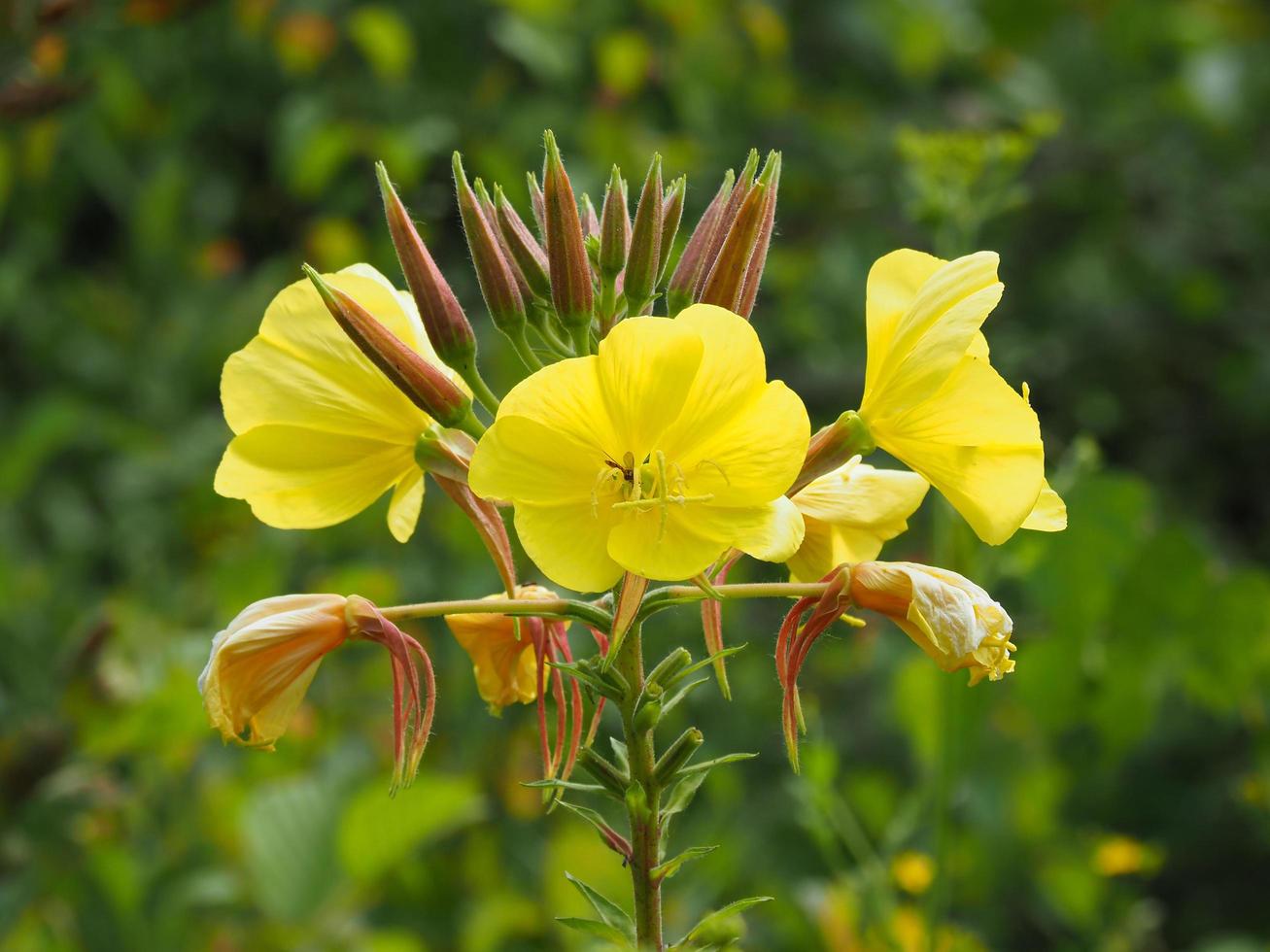 fiori gialli e boccioli di enotera foto