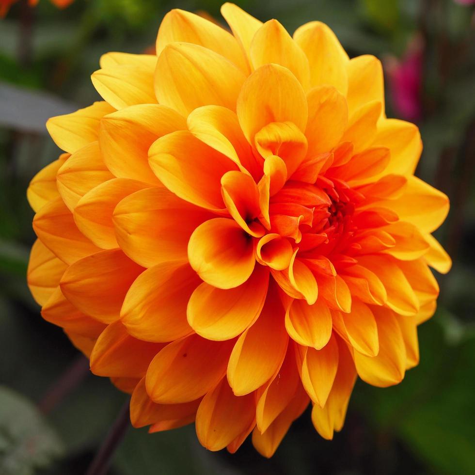primo piano del fiore della dalia doppio arancio brillante foto