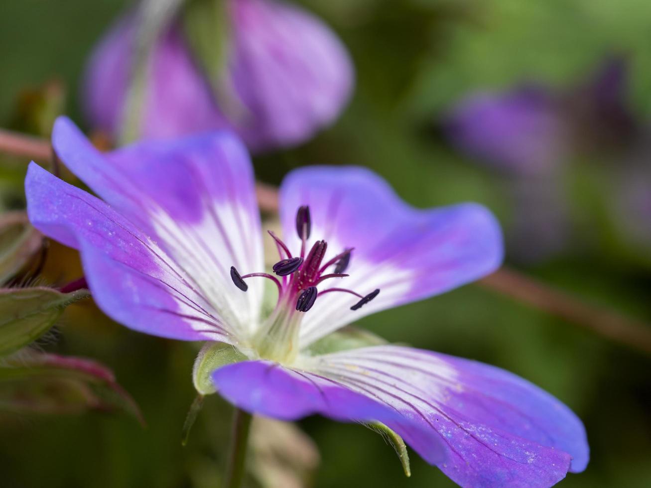 primo piano di un fiore di geranio cranesbill viola foto