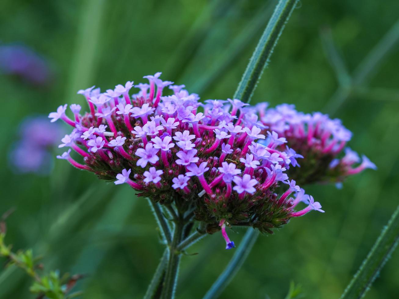 bella verbena bonariensis lecca-lecca fiori in un giardino foto