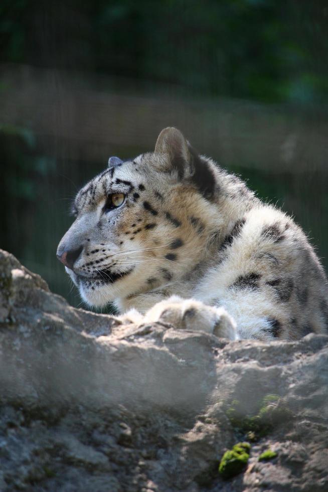 leopardo delle nevi al parco zoo foto
