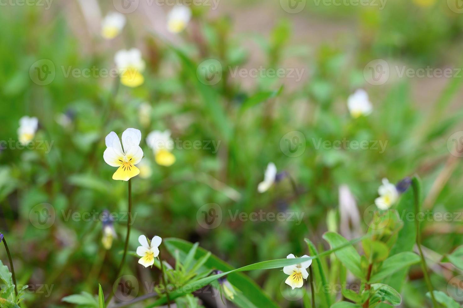 viola arvensus fiore selvatico pianta fioritura crescere foresta campo natura foto