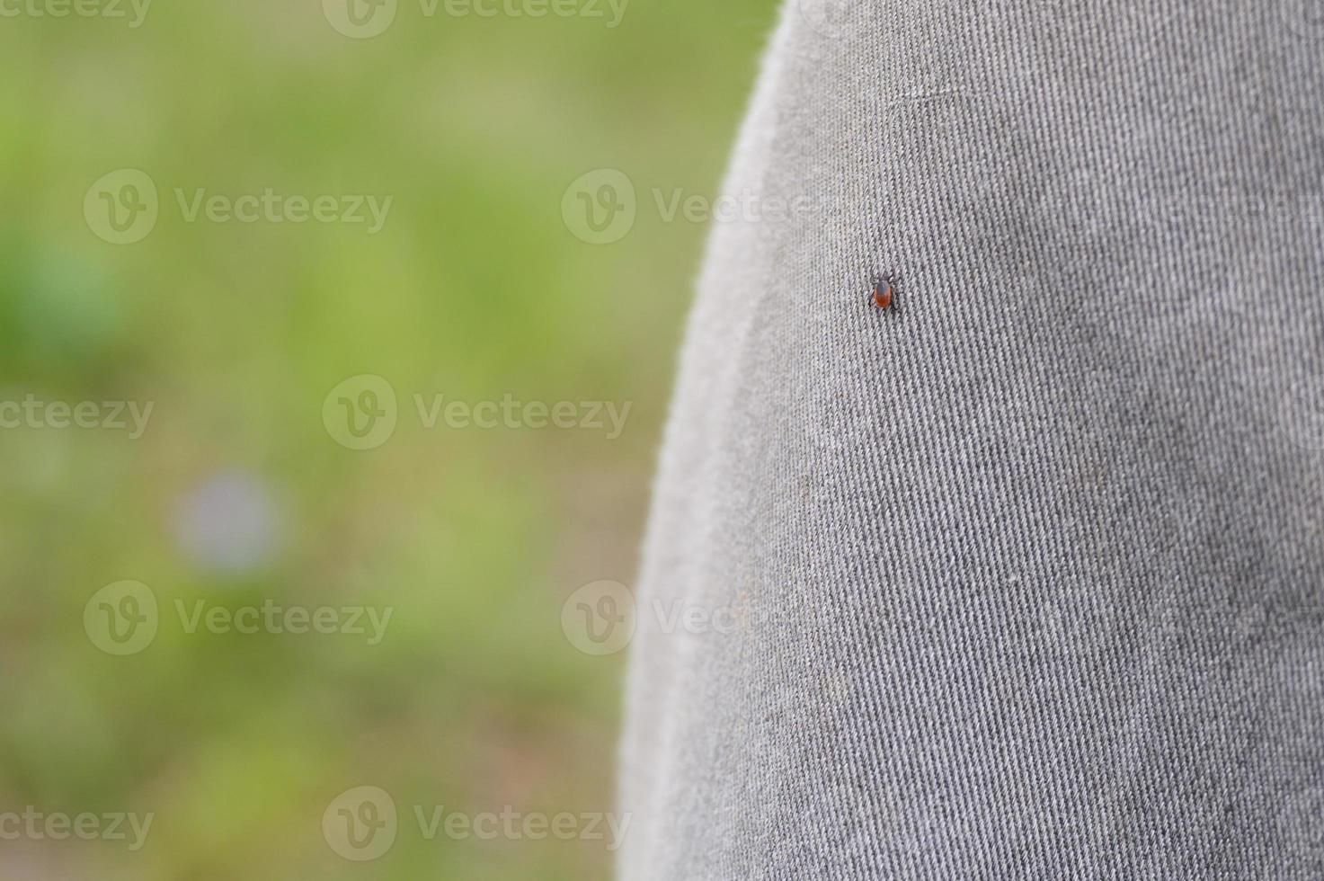 tick stoffa di cervo taiga sangue foto