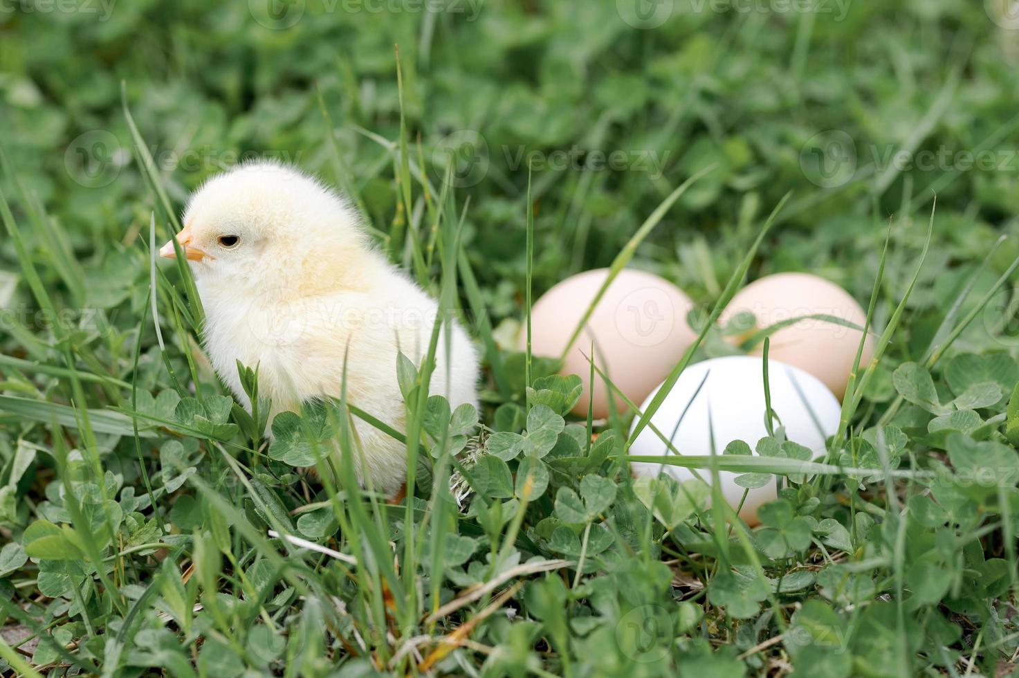 pulcino uova di gallina fattoria erba pasqua felice natura foto