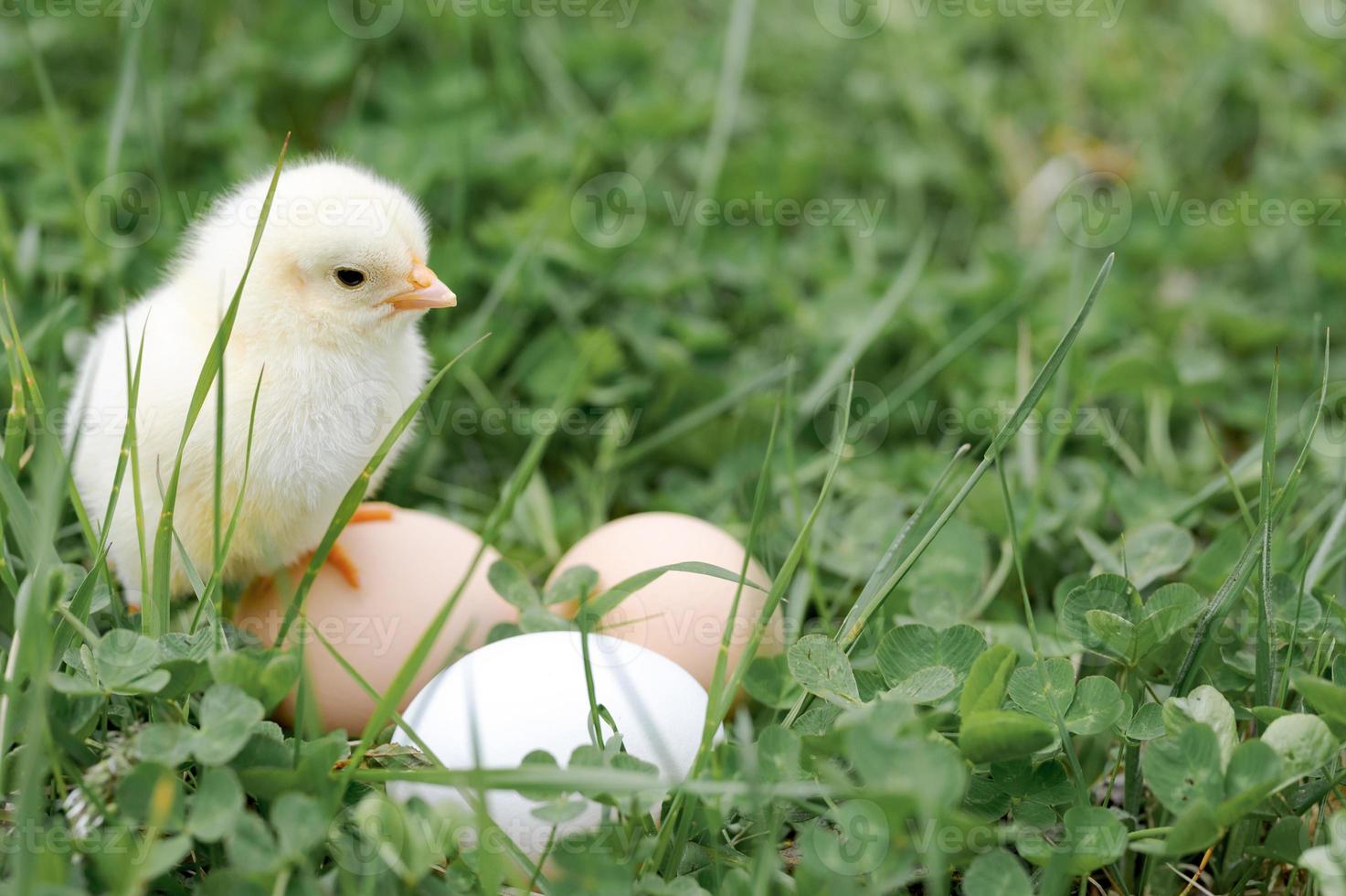 pulcino uova di gallina fattoria erba pasqua felice natura foto