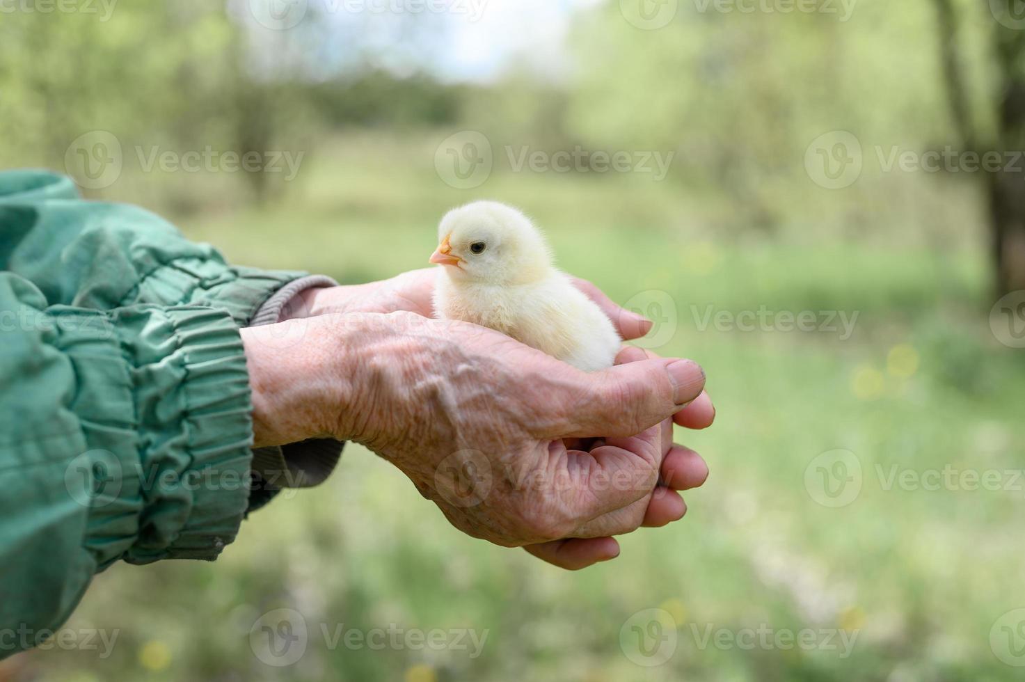 pulcino neonato holdinh mani anziano contadino foto