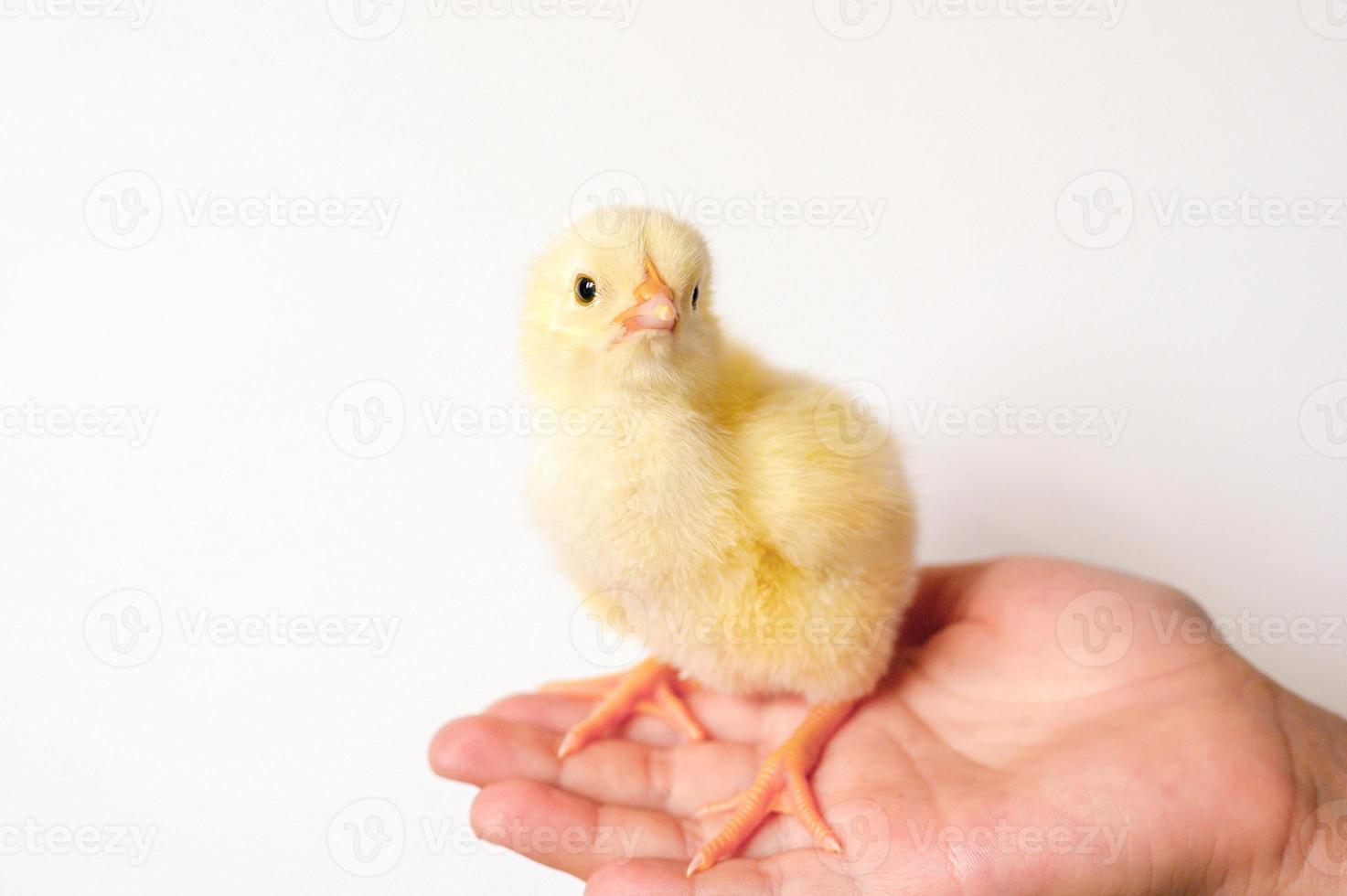 neonato di pulcino pollo bambino foto