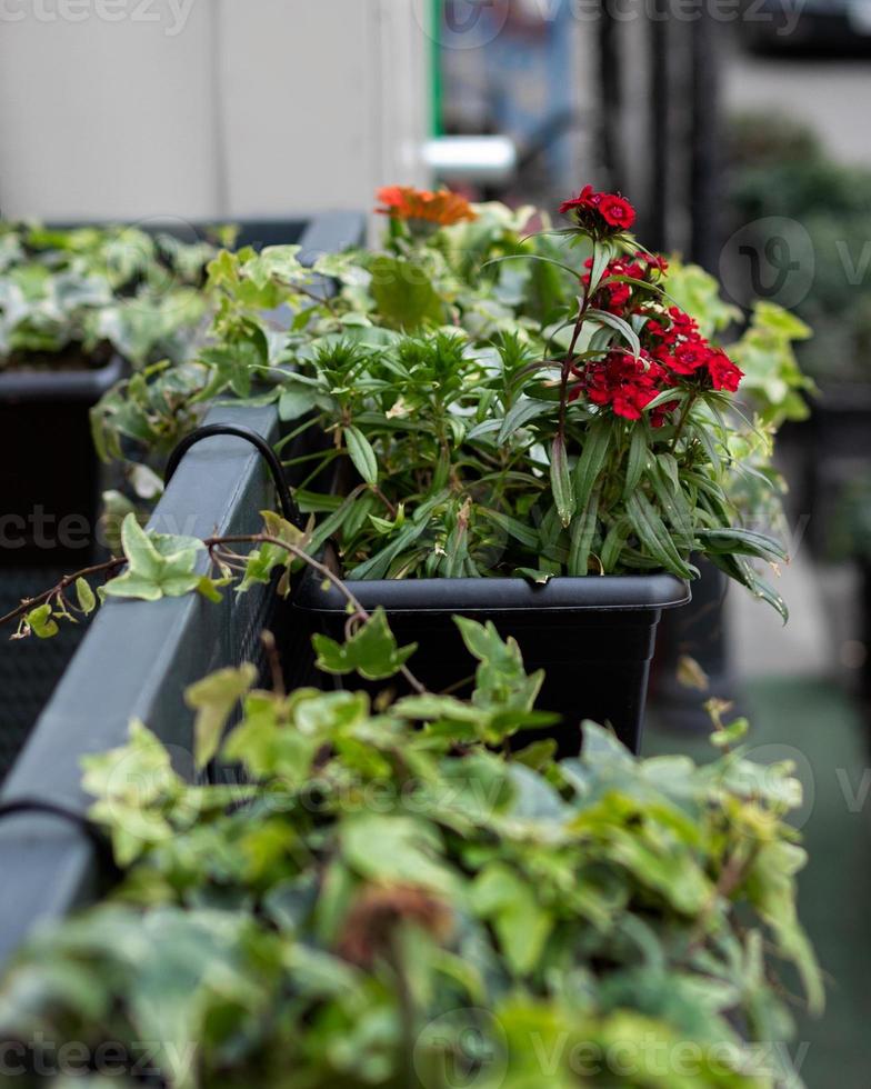 ristorante con terrazza all'aperto con piante di fiori rossi foto