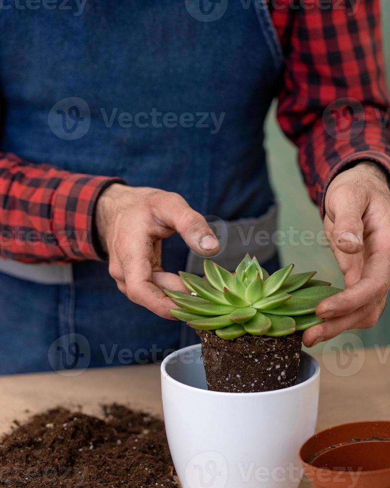 giardiniere che fa piantare terrari con cactus succulente foto